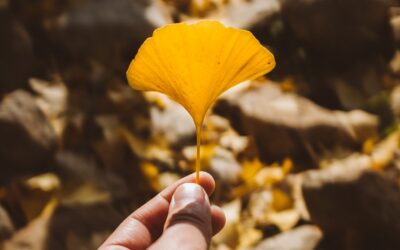 The resilience of Ginkgo